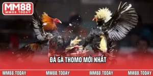 Đá gà Thomo mới nhất